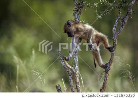 Chacma baboon in Kruger National park, South Africa Chacma baboon in Kruger National park, South Africa 131676350