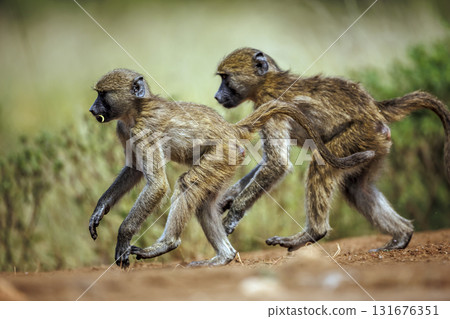 Chacma baboon in Kruger National park, South Africa Chacma baboon in Kruger National park, South Africa 131676351