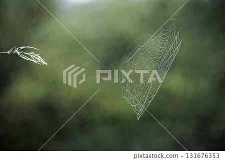 Cobweb in Greater Kruger National park, South Africa 131676353