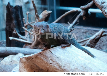 一隻侏儒貓鼬在樹上觀察現場 131676452