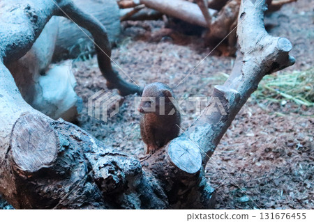 一隻侏儒貓鼬在樹上觀察現場 131676455