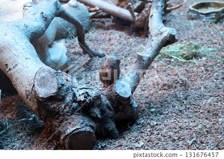 一隻侏儒貓鼬在樹上觀察現場 131676457