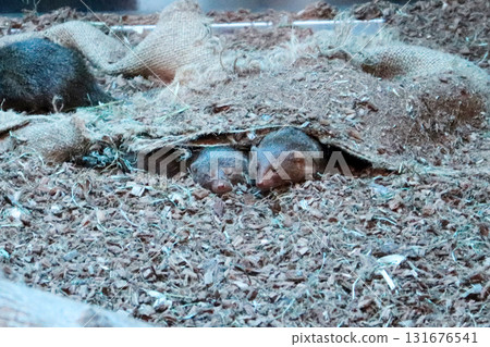 侏獴一起睡覺 侏獴一起睡覺 131676541