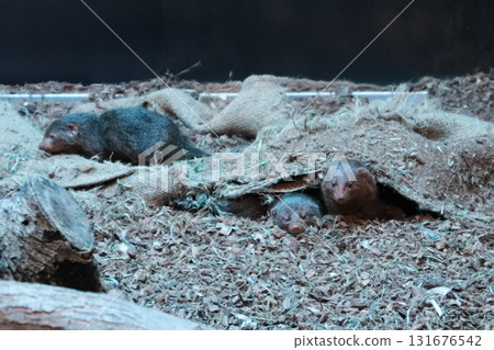 侏獴一起睡覺 131676542