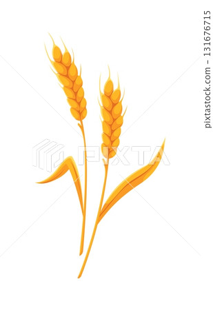 Thanksgiving day wheat ear harvest cartoon autumn object. Thanksgiving holiday harvest, fall season celebration vector attribute. October greeting cereal farm wheat, rye or rice ear decoration Thanksgiving day wheat ear harvest cartoon autumn object. Thanksgiving holiday harvest, fall season celebration vector attribute. October greeting cereal farm wheat, rye or rice ear decoration 131676715