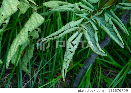 The green leaves of the tomato began to curl up and become covered in some places with damage and dead areas. Symptoms of fungal and parasitic diseases: susceptible plants of the nightshade family The green leaves of the tomato began to curl up and become covered in some places with damage and dead areas. Symptoms of fungal and parasitic diseases: susceptible plants of the nightshade family 131676799