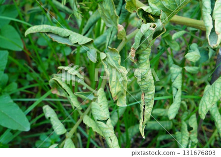 The green leaves of the tomato began to curl up and become covered in some places with damage and dead areas. Symptoms of fungal and parasitic diseases: susceptible plants of the nightshade family 131676803