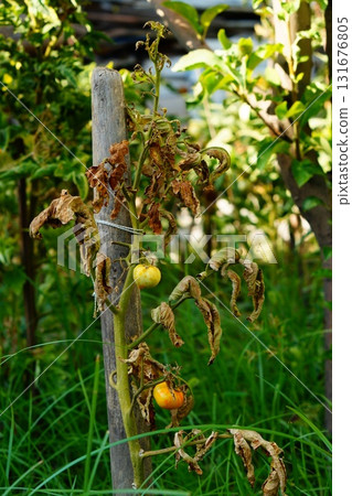 Diseased tomato bush with fungal disease, began with the leaves and first damaged them and as result they almost all dried out, symptoms and manifestations also appeared on fruits that did not ripe. Diseased tomato bush with fungal disease, began with the leaves and first damaged them and as result they almost all dried out, symptoms and manifestations also appeared on fruits that did not ripe. 131676805