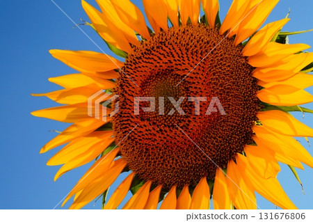 Large flower in the shape of an inflorescence basket at a sunflower plant close-up against the background of a light blue sky on a sunny day. Natural environments, farming concept Large flower in the shape of an inflorescence basket at a sunflower plant close-up against the background of a light blue sky on a sunny day. Natural environments, farming concept 131676806