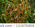 Completely dried, dry, pole-tied tomato bush was first among others to die from infectious or fungal disease. Different levels of resistance of varieties and quality of seed or planting material 131676808