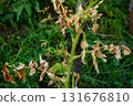 Tips of the leaves of tomato bush have died due to infection with a parasitic disease. The branch is still green, symptoms and appearances, assessment of the consequences in agriculture 131676810