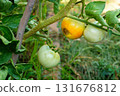 Symptoms of deficiency of essential micronutrients, such as calcium, for proper ripening of tomato fruits. A non-infectious disease in the agricultural industry called blossom-end rot 131676812
