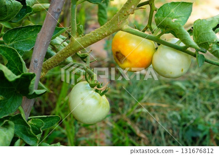 Symptoms of deficiency of essential micronutrients, such as calcium, for proper ripening of tomato fruits. A non-infectious disease in the agricultural industry called blossom-end rot Symptoms of deficiency of essential micronutrients, such as calcium, for proper ripening of tomato fruits. A non-infectious disease in the agricultural industry called blossom-end rot 131676812