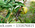 Fruits on tomato bush, the peel of which is covered with numerous scars over entire surface and deep tear emanating from middle. Chemical burns of plants, incorrect dosage of preparations, acid rain 131676815