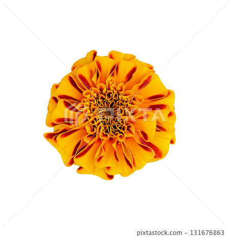 Orange marigold flower isolated on white background. Top view. Orange marigold flower isolated on white background. Top view. 131676863