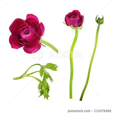 Set of pink ranunculus flower, leaf and buds isolated on white background 131676866