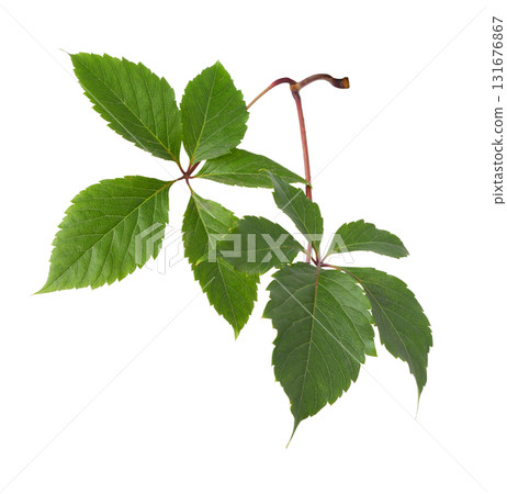 Closeup of parthenocissus green leaves isolated on white Closeup of parthenocissus green leaves isolated on white 131676867