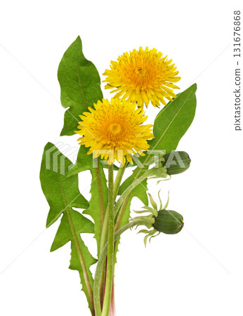 Yellow dandelion flowers and leaves in a floral arrangement isolated on white 131676868