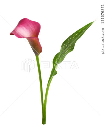 Red flower and green leaf of calla (Zantedeschia) isolated on white background 131676871