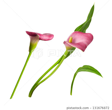 Set of red flowers and green leaves of calla (Zantedeschia) isolated on white background Set of red flowers and green leaves of calla (Zantedeschia) isolated on white background 131676872