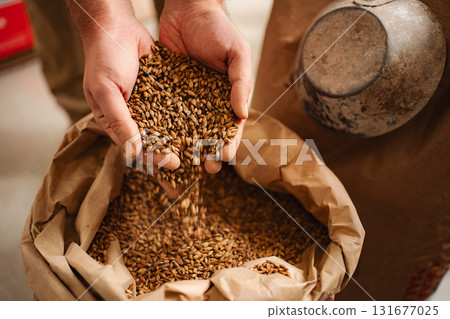 Hands pouring barley malt into sack for brewing beer Hands pouring barley malt into sack for brewing beer 131677025