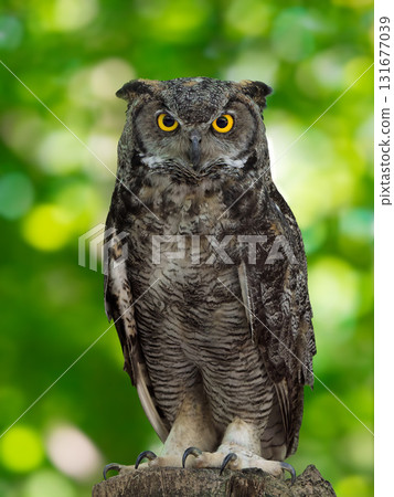 owl Bubo virginianus on a blurred background owl Bubo virginianus on a blurred background 131677039