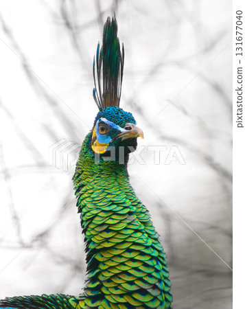 portrait green peafowl (pavo muticus)  on a broken background 131677040