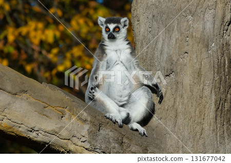 lemur sitting on a tree and basking in the sun in autumn lemur sitting on a tree and basking in the sun in autumn 131677042