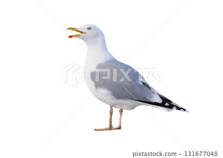 Larus cachinnans isolated on white  background Larus cachinnans isolated on white  background 131677048