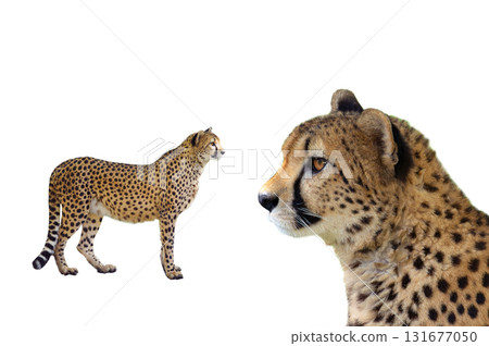 cheetan isolated on white background 131677050