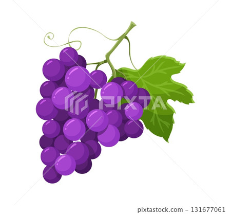 Thanksgiving celebration grapes harvest cartoon autumn object. Happy Thanksgiving season grapes harvest, autumn holiday isolated vector food. October ripe fruits with bunch of grapes purple berries Thanksgiving celebration grapes harvest cartoon autumn object. Happy Thanksgiving season grapes harvest, autumn holiday isolated vector food. October ripe fruits with bunch of grapes purple berries 131677061