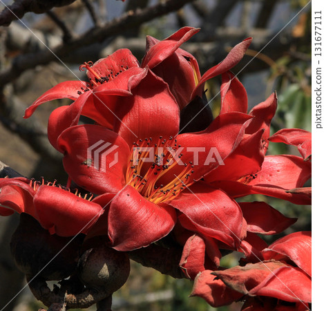 Red cotton tree flower, Langtang Valley, Nepal. 131677111