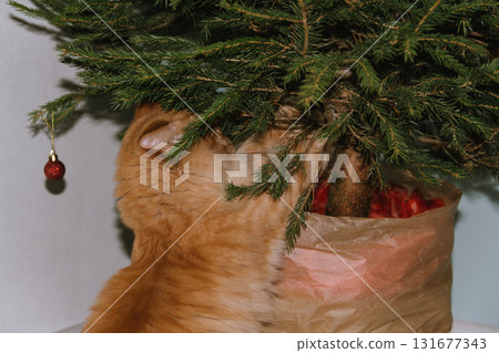A ginger cat plays near a Christmas tree with Christmas balls. Concept for the Christmas and New Year holidays. 131677343