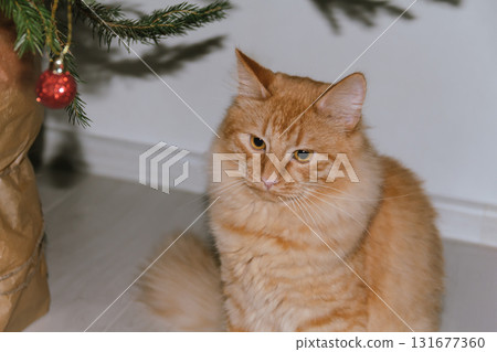 A ginger cat plays near a Christmas tree with Christmas balls. Concept for the Christmas and New Year holidays. 131677360