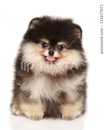 Playful Fluffy Pomeranian Puppy Playful Fluffy Pomeranian Puppy 131677671