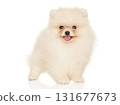 Fluffy Pomeranian puppy smiling and standing proud 131677673
