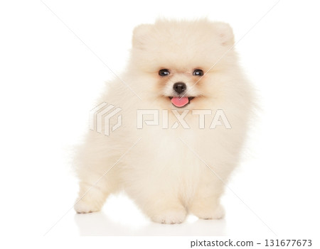 Fluffy Pomeranian puppy smiling and standing proud 131677673