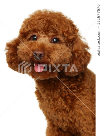 Happy Red miniature poodle with curly fur and open mouth Happy Red miniature poodle with curly fur and open mouth 131677676