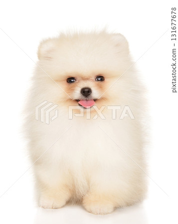 White Pomeranian puppy sitting and smiling directly at camera 131677678