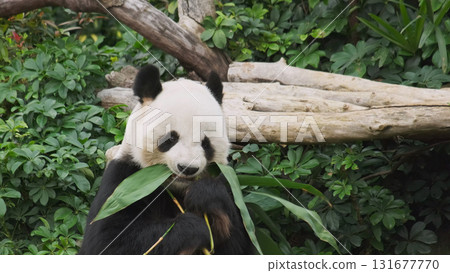 Cute giant panda bear eating bamboo Cute giant panda bear eating bamboo 131677770