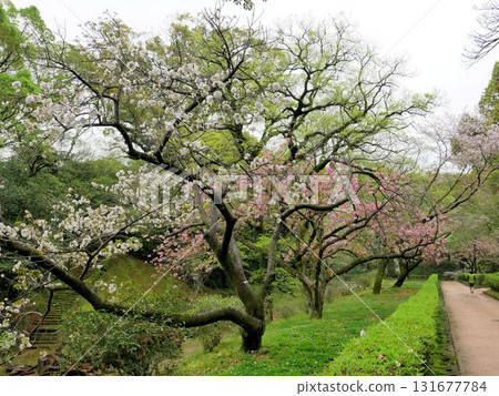 舊宮內神社公園（熊本城）的春天 131677784