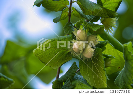 Close-Up of Hazelnuts on a Vibrant Green Leafy Bush 131677818