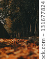 Autumnal forest path with fallen leaves on a ground. A pathway through a parkland lined with tall trees, covered in fallen orange brown leaves. 131677824