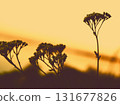 Silhouette of wildflowers against a golden sunset sky. The silhouettes of wildflowers and grasses against a warm, golden-hued sunset sky. 131677826