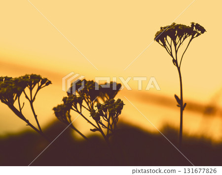 Silhouette of wildflowers against a golden sunset sky. The silhouettes of wildflowers and grasses against a warm, golden-hued sunset sky. 131677826