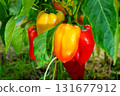 Bright juicy ripe red, yellow fruits of bell pepper variety of oblong shape, hanging on a bush in close-up in process of natural ripening in open field. Harvest time concept, healthy vegetable food 131677912