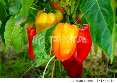 Bright juicy ripe red, yellow fruits of bell pepper variety of oblong shape, hanging on a bush in close-up in process of natural ripening in open field. Harvest time concept, healthy vegetable food Bright juicy ripe red, yellow fruits of bell pepper variety of oblong shape, hanging on a bush in close-up in process of natural ripening in open field. Harvest time concept, healthy vegetable food 131677912