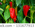 Bright juicy ripe red, yellow fruits of bell pepper variety of oblong shape, hanging on a bush in close-up in process of natural ripening in open field. Harvest time concept, healthy vegetable food. 131677913