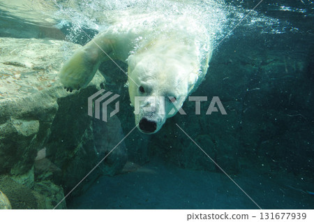 Polar bears swimming at Nihondaira Zoo Polar bears swimming at Nihondaira Zoo 131677939