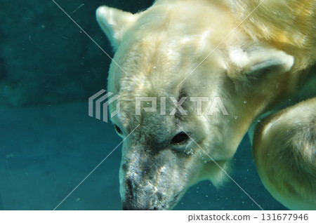 在日本平動物園游泳的北極熊 131677946